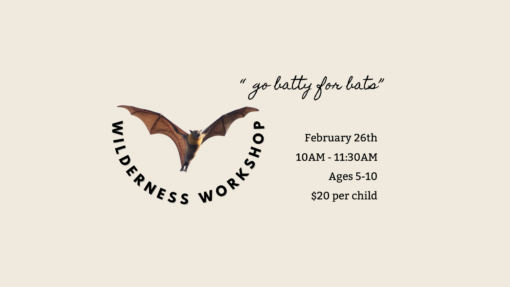 Go Batty for Bats! Wilderness Workshop